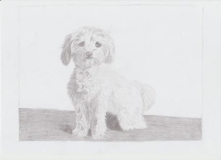 Drawing of a Maltese Dog