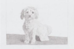 1_Drawing-maltezer-dog