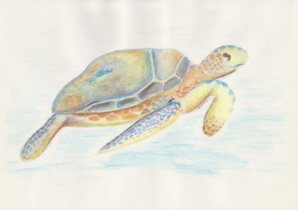 Sea turtle in watercolor pencils